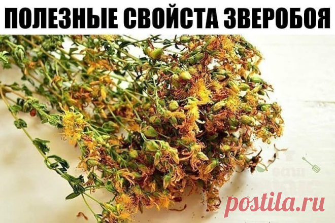 ОБЫЧНЫЙ ЗВЕРОБОЙ - НО КАК ПОВЫШАЕТ ГОРМОНЫ СЧАСТЬЯ! - Эксклюзив - медиаплатформа МирТесен