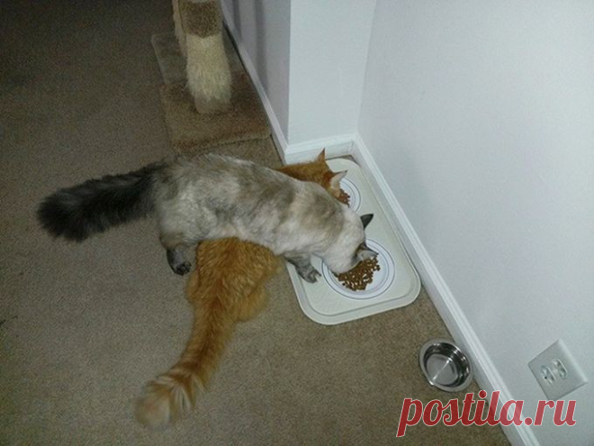 Смешные снимки котиков, логику которых понять сложно