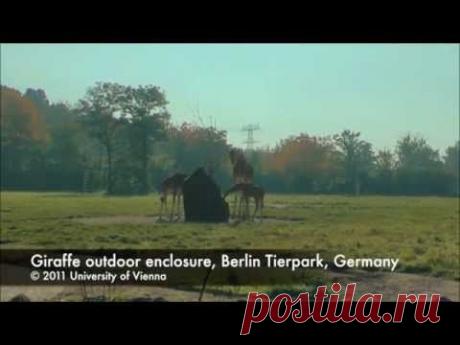 Новое открытие: жирафы по ночам гудят | Все умницы