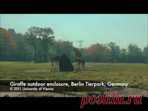 Новое открытие: жирафы по ночам гудят | Все умницы