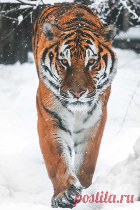 (5) Tumblr