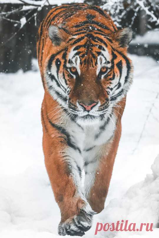 (5) Tumblr