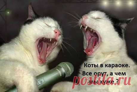 Город кошек