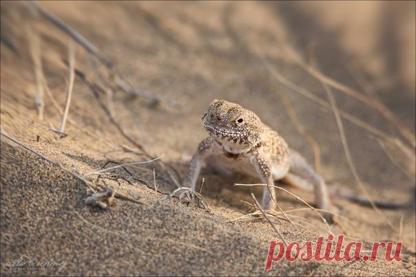 Песчаная круглоголовка. Национальный парк Алтын-Эмель, Казахстан. Автор фото – Влад Соколовский.