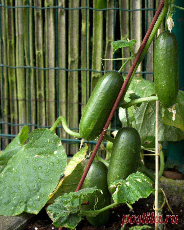 Семь наиболее распространённых ошибок, которых следует избегать при выращивании огурцов