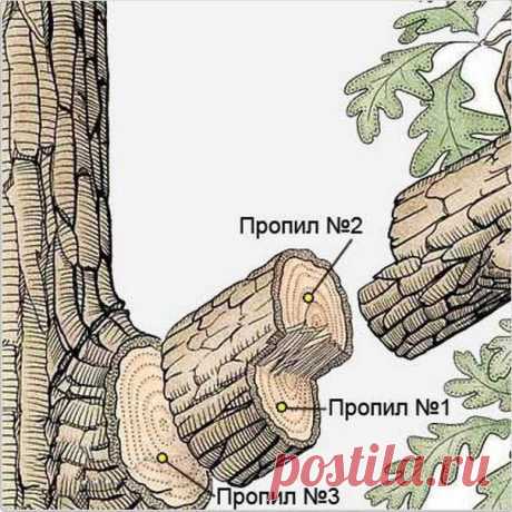 Как правильно спилить тяжелую ветку Наверняка в своем саду вы сталкивались с проблемой спила тяжелых сучьев или ветвей у плодовых или других деревьев. Если спиливать сук обычным способом, т.е. просто сверху вниз, то он в конце пиления п…