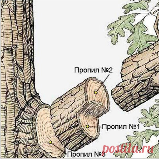 Как правильно спилить тяжелую ветку Наверняка в своем саду вы сталкивались с проблемой спила тяжелых сучьев или ветвей у плодовых или других деревьев. Если спиливать сук обычным способом, т.е. просто сверху вниз, то он в конце пиления п…