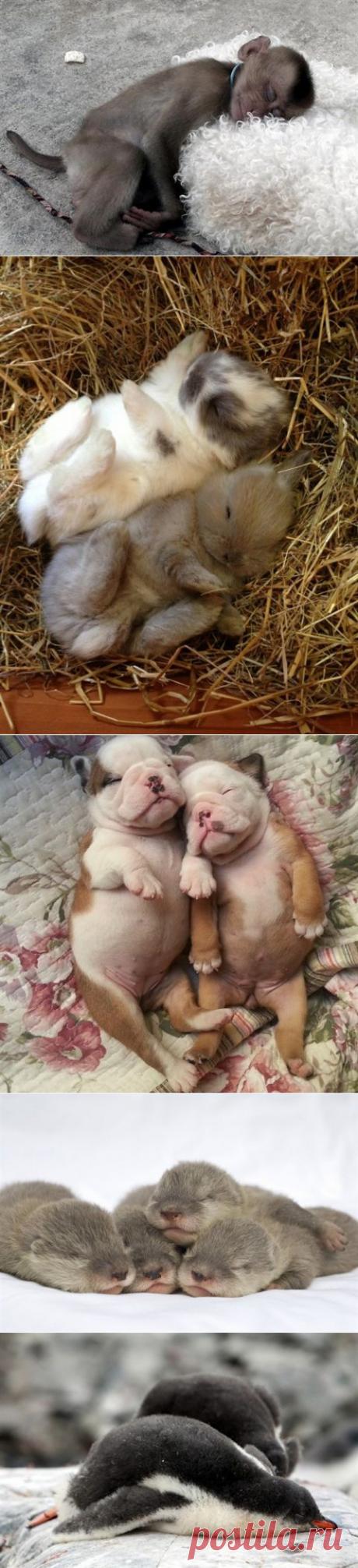 Спящие маленькие животные