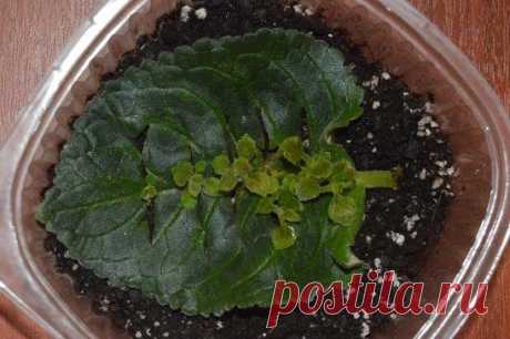 (52) Одноклассники