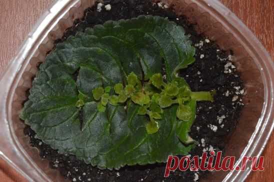 (52) Одноклассники