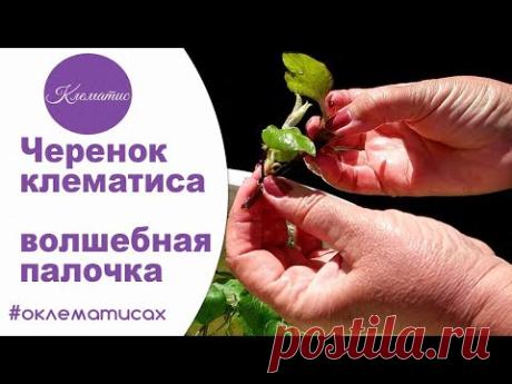 🌺 Черенок клематиса – волшебная палочка от Nina Petrusha channel Clematis TV- часть 2