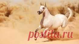 Животные обои (15339 фото) для рабочего стола, скачать картинки