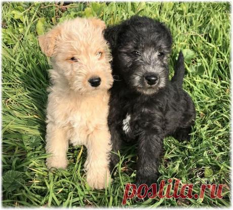 ༺🌸༻.
Лейкленд терьер