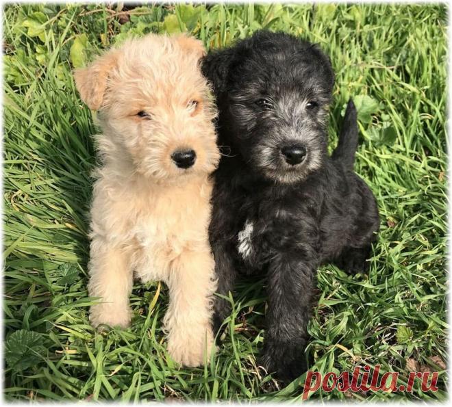 ༺🌸༻.
Лейкленд терьер