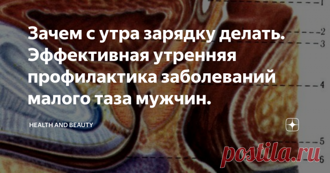Зачем с утра зарядку делать. Эффективная утренняя профилактика заболеваний малого таза мужчин. О пользе зарядки нам говорят с самого садика, но как только наша жизнь переходит в наши руки большинство забывают о выполнении даже маломальской тренировки, тем самым подвергают себя повышенному риску развития многих заболеваний.
1- Семенной пузырек, 2- прямая кишка, 3-мочевой пузырь, 4- простата, 5 - мышцы тазового дна, 6- мочеиспускательный канал
Физическая активность с самого утра будет