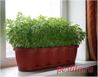 Страна советов: Домашнее хозяйство