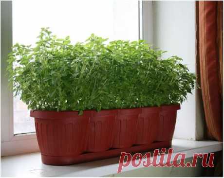 Страна советов: Домашнее хозяйство