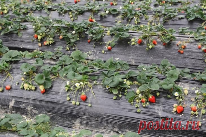 УКРЫВНЫЕ МАТЕРИАЛЫ: ВИДЫ И ОСОБЕННОСТИ ПРИМЕНЕНИЯ
