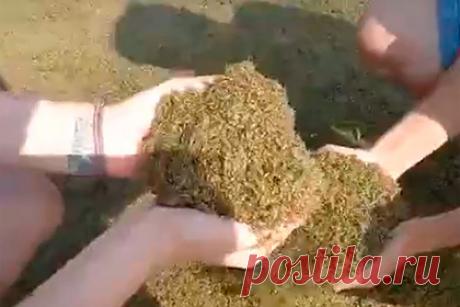 Полчища комаров захватили российский хутор. Жители хутора Красный Десант в Ростовской области заметили полчища комаров. Насекомые фактически захватили поселение. Местные жители поделились подробностями произошедшего в сообществе «Ростов Главный — новости Ростова-на-Дону» во «ВКонтакте». В соцсети опубликовали видео с насекомыми.