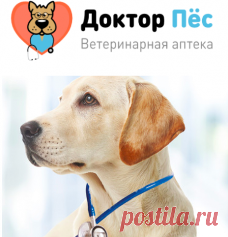 Как ветеринарная аптека помогает нашим животным — Мы в теме