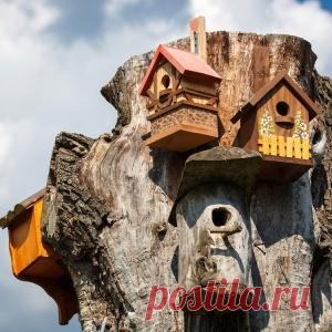 Правильный скворечник: каким он должен быть?