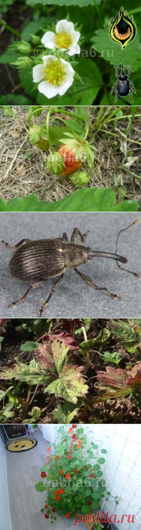 Обработка клубники от долгоносика во время цветения