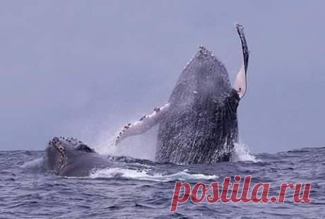 Фразы,Высказывания,Стихи,Цитаты,Видео...
Елена Станова