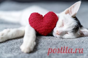 Факты о кошках, которые вы, возможно, ещё не знали
