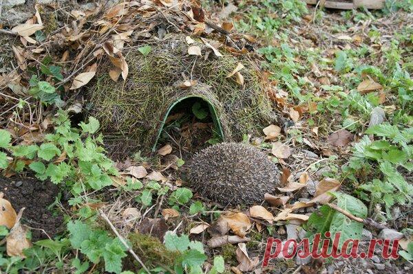 Домик для ёжиков - милая и полезная постройка в саду Была в гостях у дальних родственников, пожилой супружеской пары, и обнаружила у них в саду довольно интересную конструкцию. Это был какой-то домик и выглядел он довольно декоративно. К сожалению, с со…