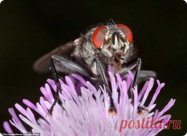 Крупные планы насекомых от фотографа Даррона Мэттьюса – ZooPicture.ru