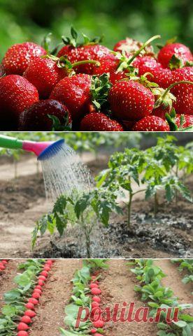 Темы дня: Подкормка кулубники дрожжами; ОБЬЯСНИТЕЛЬНЫЕ ЗАПИСКИ С ЮМОРОМ; Рекламное шоквидео, от которого... и многое другое - petrenko1950@list.ru - Почта Mail.Ru