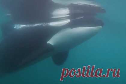 Игривые киты-убийцы погнались за лодкой и растерзали дельфина. Четыре игривых косатки погнались за лодкой с туристами. На снятой организаторами тура записи видно, как морские животные преследуют судно и выпрыгивают из воды. Оказалось, что киты-убийцы преследуют дельфина. Спустя 90 минут они растерзали дельфина и разделили между собой добычу.
