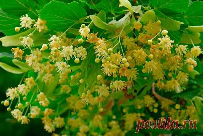 Лекарственное растение Липа сердцелистная (Tilia cordata). Дерево высотой около 30 м. Листья сердцевидные, пильчатые,длиной 6 - максимум 8 см, верхняя сторона матовая, темно-зеленая, нижняя сторона сизо-зеленая, листья с обеих сторон голые за исключением уголков жилок, где имеется ржавчинно-красное до коричневого опушение.