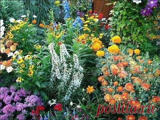 (15) Одноклассники