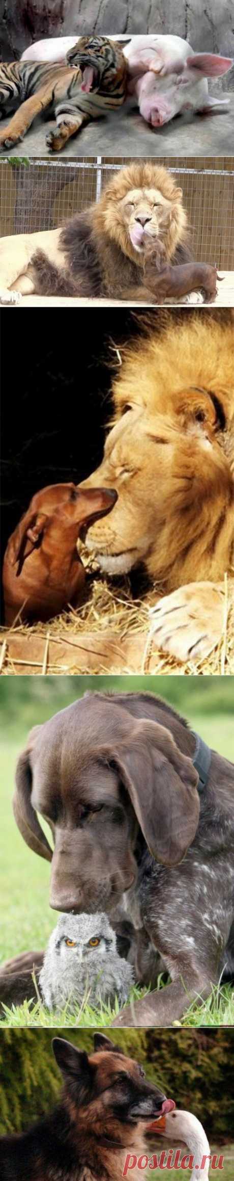 (+1) тема - Животные тоже умеют дружить! | Четвероногий юмор