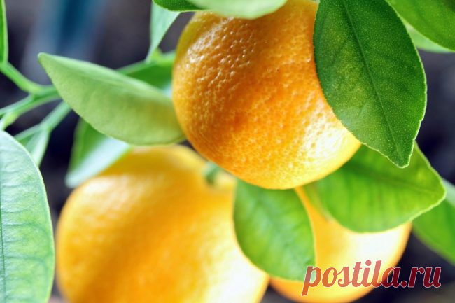 Комнатные растения, приносящие плоды / Домоседы