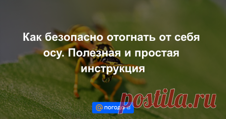 Как безопасно отогнать от себя осу. Полезная и простая инструкция Руками не махать, желтое не надевать и другие советы для встречи с осой.