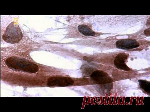 Как устроено тело человека?