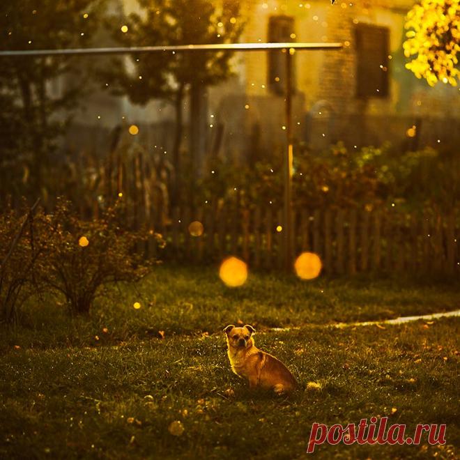 35PHOTO - Тарас Ганкевич - _