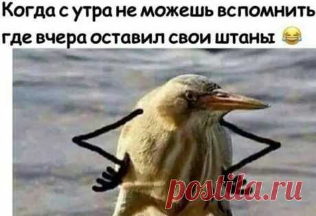 Нотка юмора для прекрасного вечер - ЭпиЦентр позитива - медиаплатформа МирТесен
