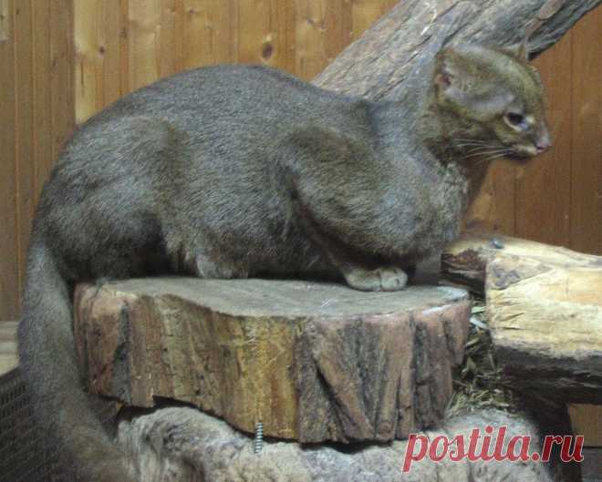 Музей исцеляющих кошек-Фото №3