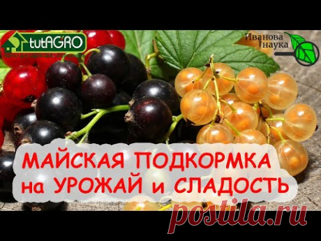 ВСЕГДА ТАК ПОДКАРМЛИВАЮ СМОРОДИНУ и ЗЕМЛЯНИКУ в МАЕ и ВСЕГДА С БОЛЬШИМ УРОЖАЕМ! ПРИРОДНАЯ ПОДКОРМКА!