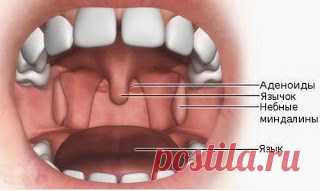 Чистим миндалины и не болеем 


Многие из нас сейчас увлекаются очищением организма. Мы чистим печень, кишечник, почки, эти органы кажутся нам важными и особо нуждающимися в уходе. Но есть в нашем организме и более скромные, но н…