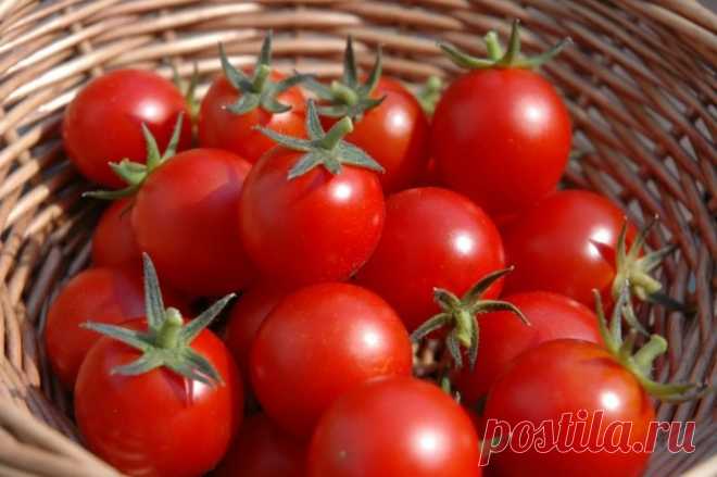 ΠОΜИДОРЫ ΗИΚОΓДА ΗΕ БОЛΕЮТ. 8 coвeтoв oт дaчницы