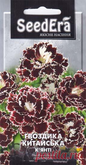 гвоздика Китайская Кьянти 0,2 г - Купить семена цветов в Киеве – выгодная цена в Украине (Киев, Харьков, Одесса) – интернет-магазин семян «Cеньор Помидор»