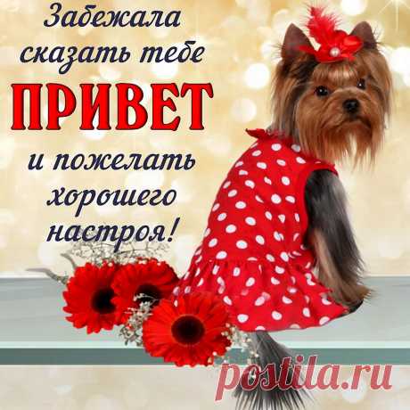 Открытки с приветствием и добрыми пожеланиями
Виды приветственных открыток

Основные категории открыток:

    Классические приветствия — универсальные пожелания

    Тематические открытки — по случаю события

    Дружеские послания — для близких людей

    Деловые приветствия — для коллег и партнёров

    Праздничные открытки — с особым поводом