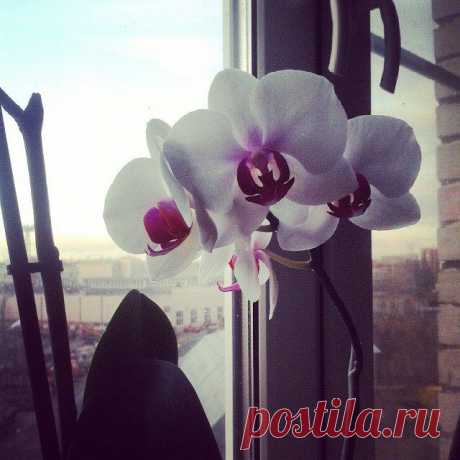 Весна на подоконнике / Домоседы