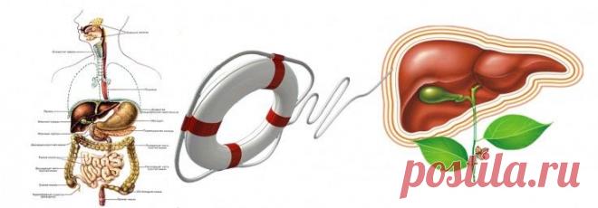 О пищеварении и самаритянке-печени | Квинтэссенция Здоровья