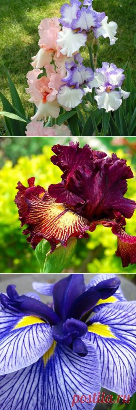 Многолетники для ленивых-ирисы