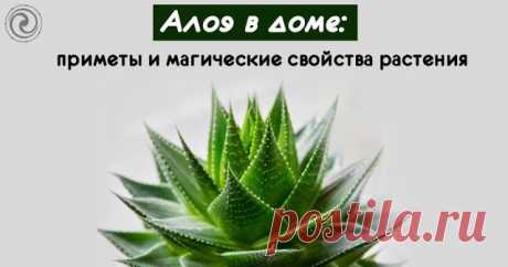 Алоэ в доме: приметы и магические свойства растения 
 
Алоэ, пожалуй, является одно из самых распространенных домашних растений. Но мало кто знает о его магических и целебных свойствах. Считается, что алоэ обладает защитными магическими силами и оберег…